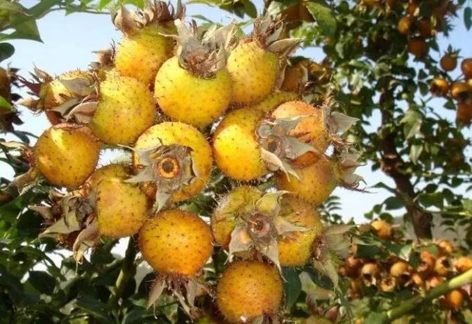 猕猴桃、橘子、苹果,谁是水果中的维C之王?